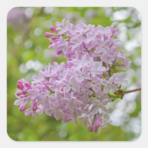 Springtime Blooming Lilac Stickers