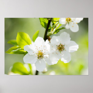 Springtime blooming poster