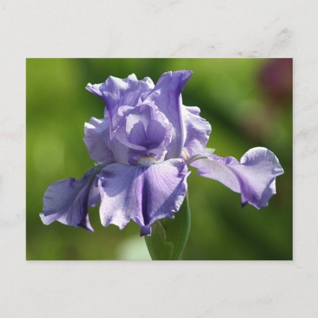 "Springtime Blues" Iris Photography Postcard (Front)