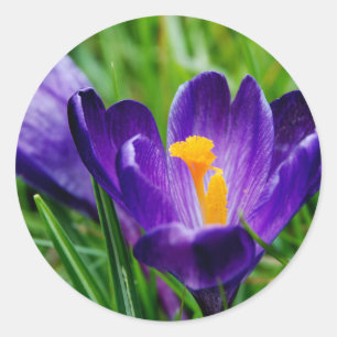 Springtime crocuses classic round sticker