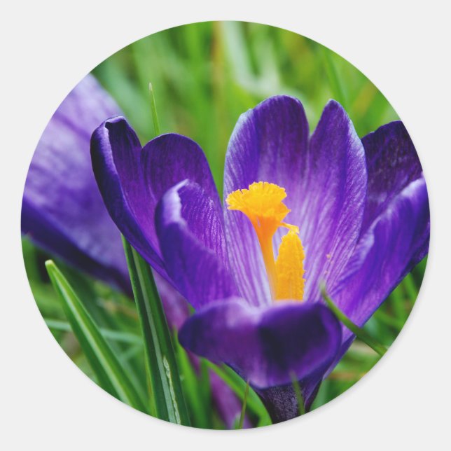 Springtime crocuses classic round sticker (Front)