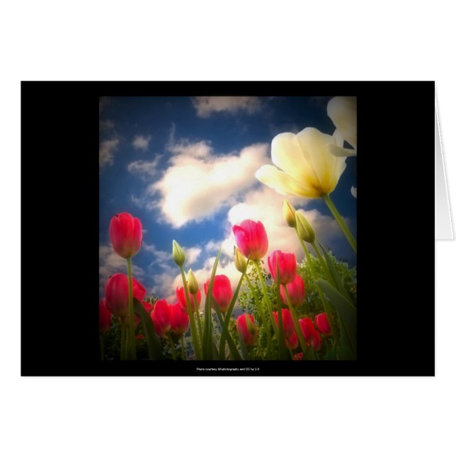 Springtime Flowers Collection I (Front Horizontal)
