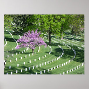 Springtime in Arlington National Cemetery Poster
