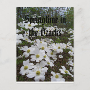 Springtime in the Ozarks Postcard