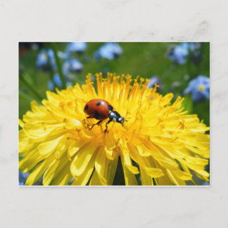 Springtime Ladybird on Dandelion Postcard