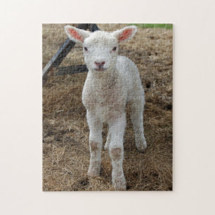 Springtime lamb jigsaw puzzle