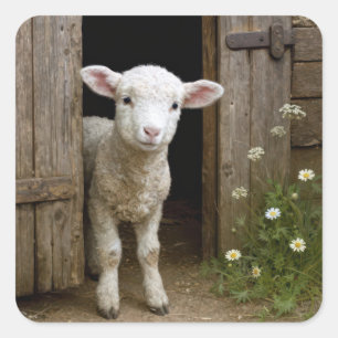 Springtime Lamb Standing In Barn Doorway Square Sticker