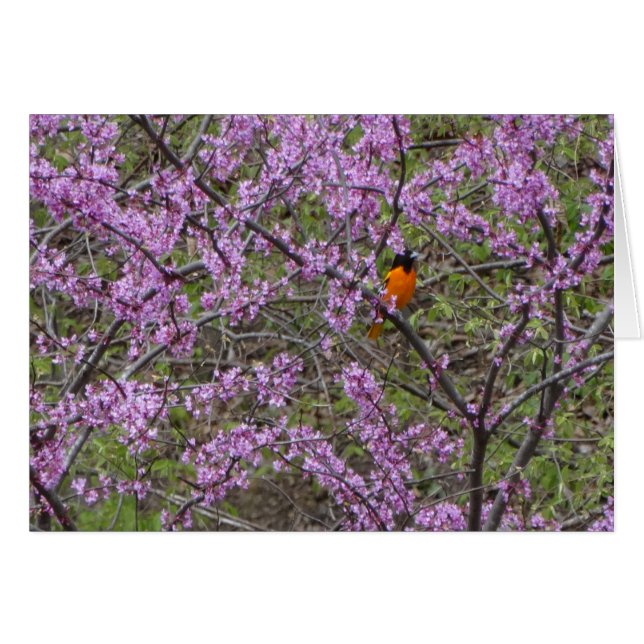 Springtime, Oriole In Redbud Tree (Front Horizontal)