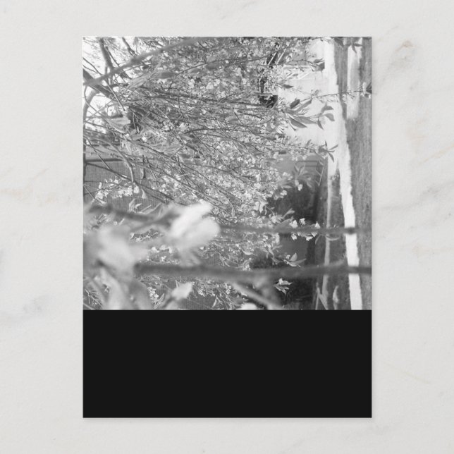 Springtime Postcard (Front)