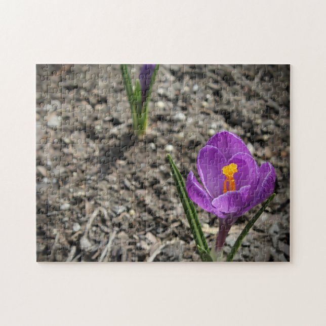 Springtime Purple and Yellow Crocus Flower Photo Jigsaw Puzzle (Horizontal)