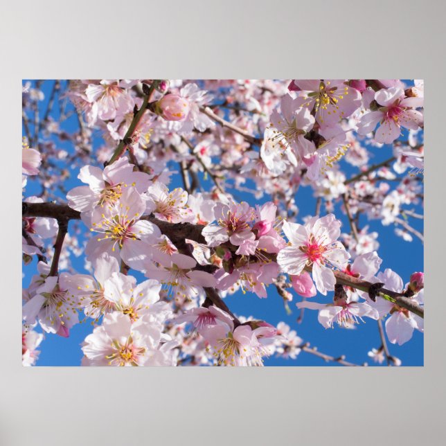 Springtime’s blossoming poster (Front)