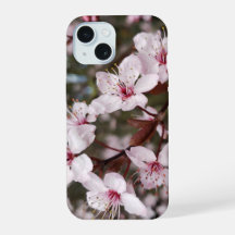 Springtime Sakura
