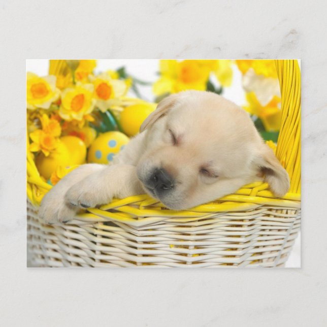 Springtime snooze postcard (Front)