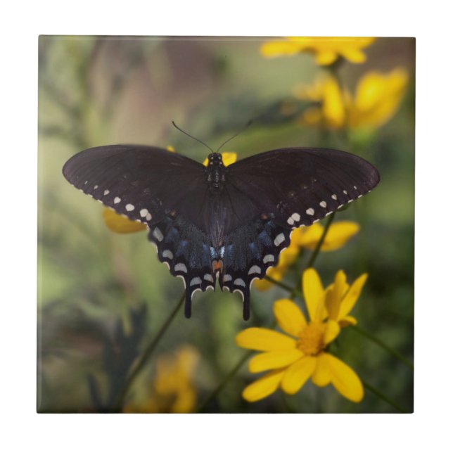 Springtime Swallowtail Tile (Front)