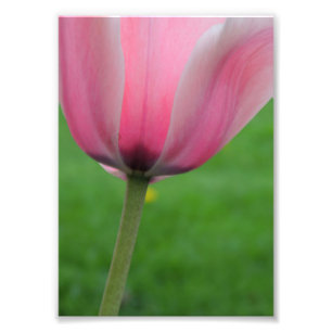 Springtime Tulip Photo Print