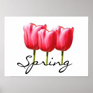 Springy Tulips Poster