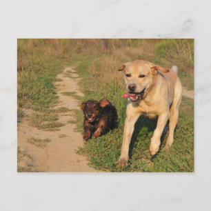 Sprint Fun Labrador and Dachhund Postcard
