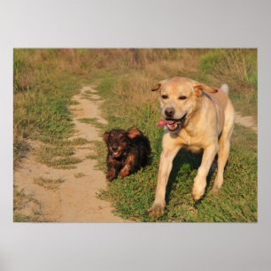 Sprint - Labrador and Dachshund Poster
