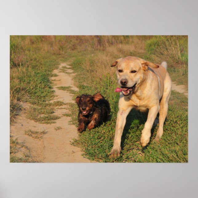 Sprint - Labrador and Dachshund Poster (Front)