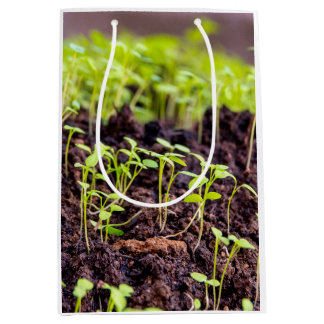Sprouting grass medium gift bag