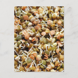 Sprouting Lentils Mix Postcard