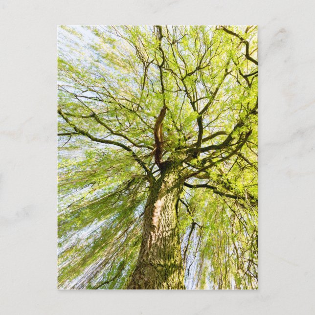 Sprouting willow tree in spring season postcard (Front)