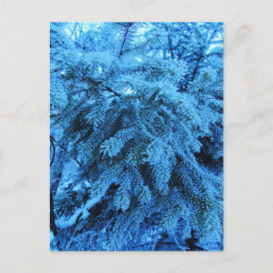 Spruce branches covered with frost crystals holiday postcard