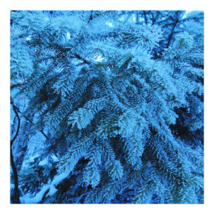 Spruce branches covered with snow & frost crystals photo print