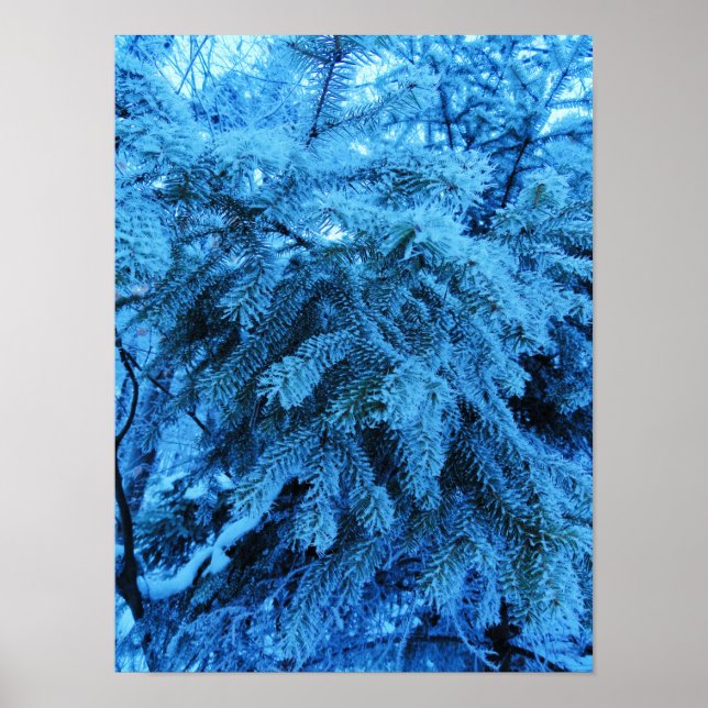 Spruce branches covered with snow & frost crystals poster (Front)
