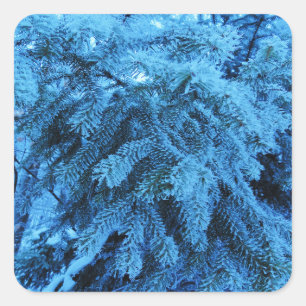 Spruce branches covered with snow & frost crystals square sticker