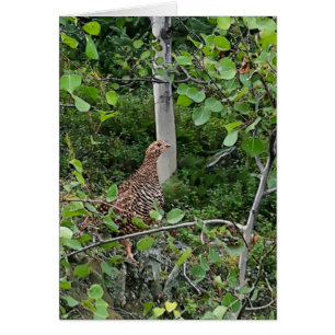 Spruce Grouse 2 - 5" x 7" Art Card