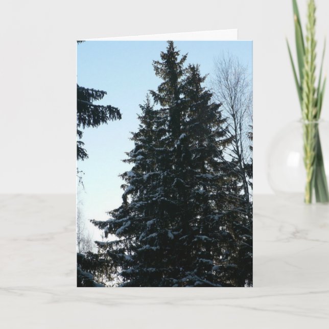 Spruce Trees In Forest Card (Front)