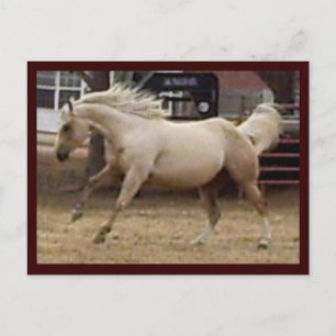 Spunky Palomino Postcard