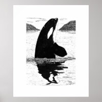 Spy-Hopping Killer Whale, Pen and Ink