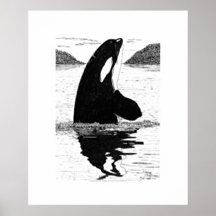 Spy-Hopping Killer Whale, Pen and Ink Poster
