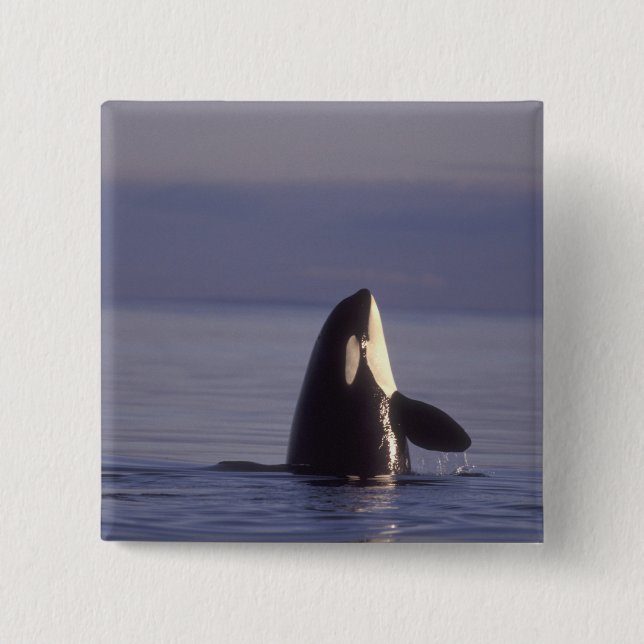 Spyhopping Orca Killer Whale (Orca orcinus) near 15 Cm Square Badge (Front)