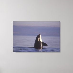 Spyhopping Orca Killer Whale (Orca orcinus) near Canvas Print