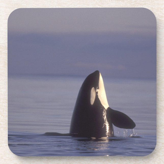 Spyhopping Orca Killer Whale (Orca orcinus) near Coaster (Front)
