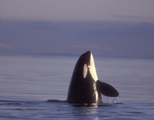 killer whale jigsaw puzzles zazzle co uk
