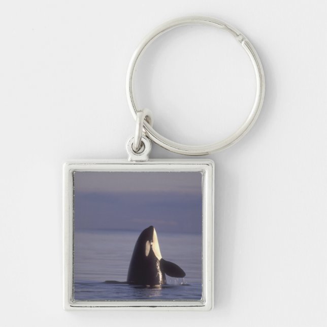 Spyhopping Orca Killer Whale (Orca orcinus) near Key Ring (Front)