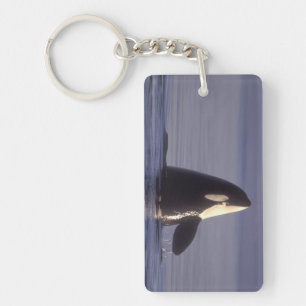 Spyhopping Orca Killer Whale (Orca orcinus) near Key Ring