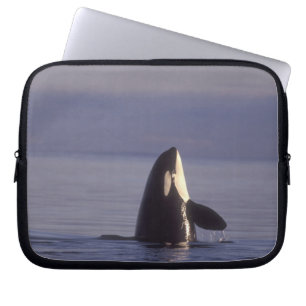 Spyhopping Orca Killer Whale (Orca orcinus) near Laptop Sleeve