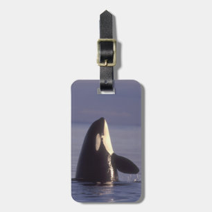 Spyhopping Orca Killer Whale (Orca orcinus) near Luggage Tag