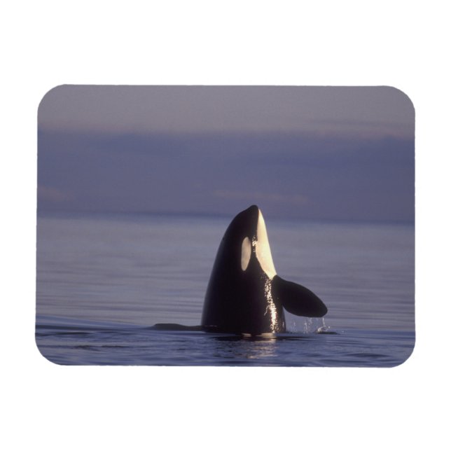 Spyhopping Orca Killer Whale (Orca orcinus) near Magnet (Horizontal)