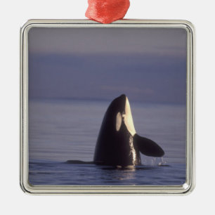 Spyhopping Orca Killer Whale (Orca orcinus) near Metal Tree Decoration