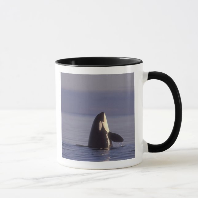Spyhopping Orca Killer Whale (Orca orcinus) near Mug (Right)