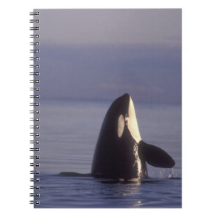 Spyhopping Orca Killer Whale (Orca orcinus) near Notebook
