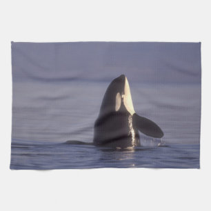 Spyhopping Orca Killer Whale (Orca orcinus) near Tea Towel