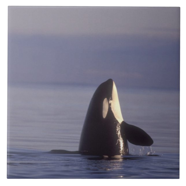 Spyhopping Orca Killer Whale (Orca orcinus) near Tile (Front)