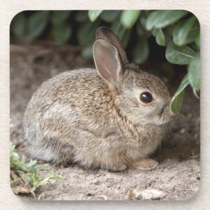 Square Bunny Coaster
